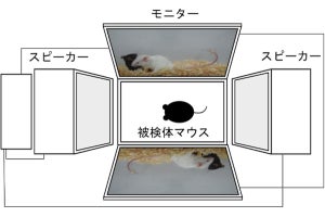 動物は凄惨な動画を繰り返し見せられるとストレスを強く感じる、NCNPが解明