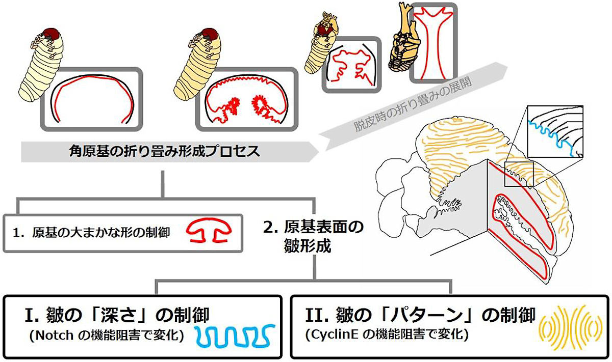 カブトムシ