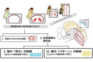 NIGなど、カブトムシの角の形を決めるふたつの遺伝子を同定