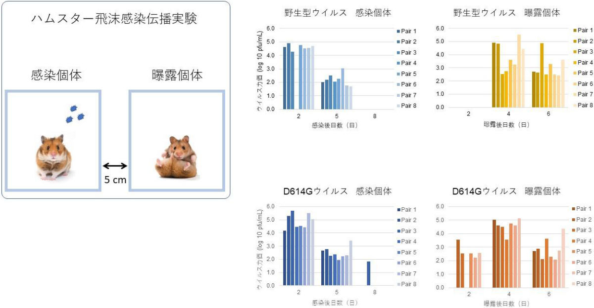 新型コロナウイルス