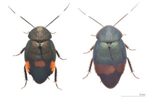 ブルーメタリックの新種ゴキブリ、法政大などが35年ぶりに日本で発見