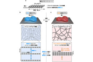 生物のように柔らかさと硬さを可逆的に変化させるハイドロゲルを理研が開発