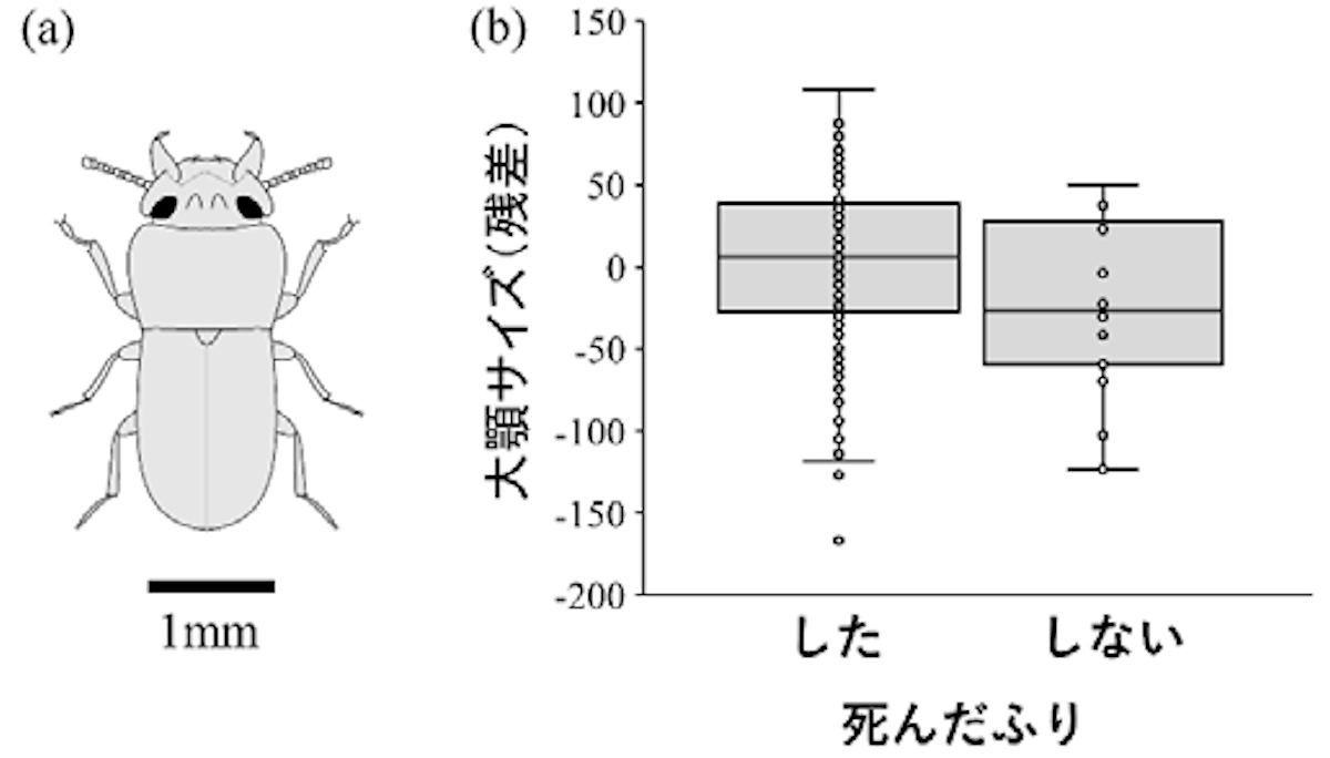 死んだふり