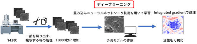 活性予測モデルの作成過程