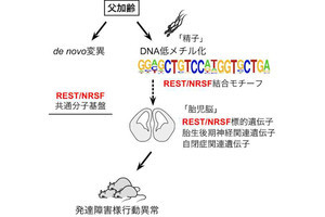 加齢した父親の精子が子どもの神経発達障害に影響する、東北大が確認