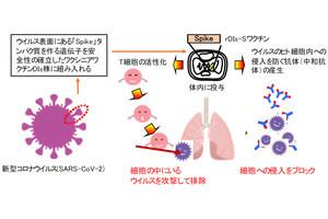 ウイルスベクターを用いた新型コロナ用ワクチンを都医学研などが開発