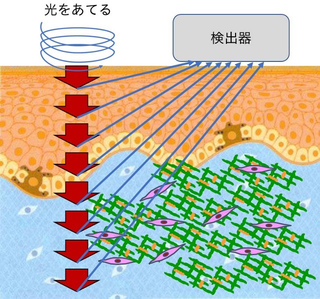 皮膚の深さごとのデータ取得イメージ