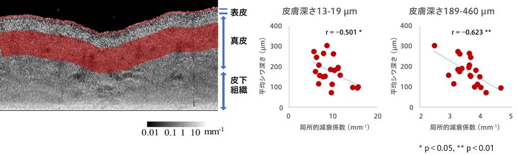 平均シワ深さと相関のあった局所的光減衰係数像の深さ領域