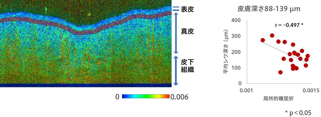 平均シワ深さと相関のあった局所的複屈折像の深さ領域