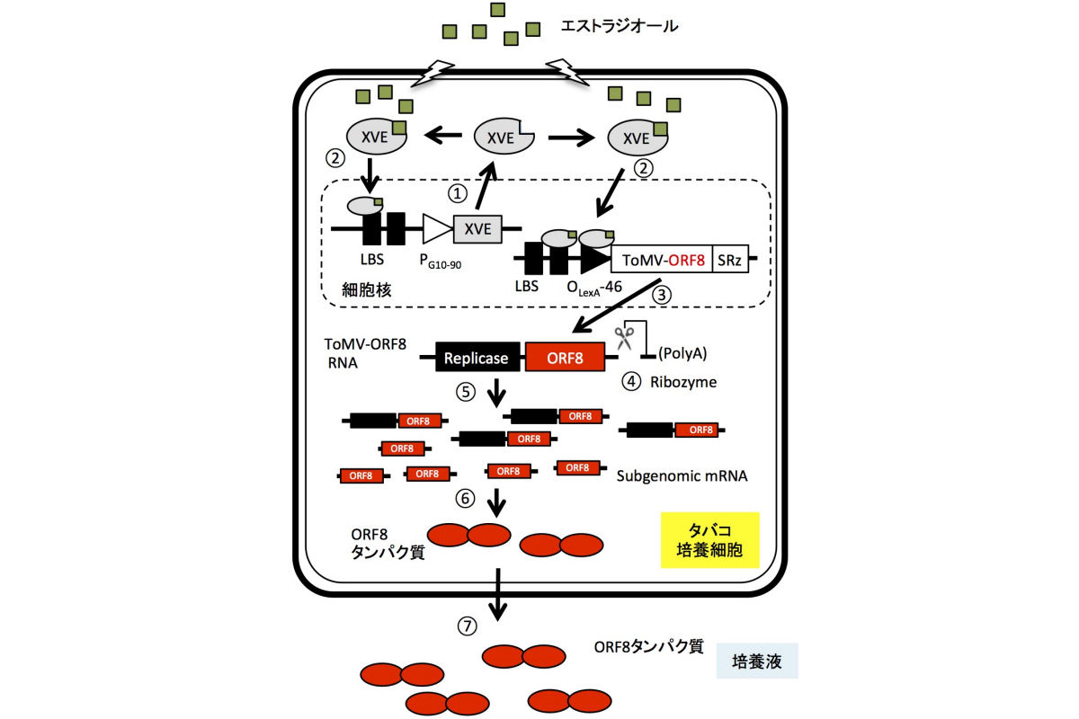 新型コロナ