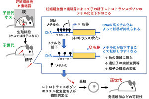 胎児が環境因子にさらされると、その精子のDNAに異変が生じる可能性