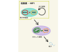 正常な精子形成の維持には活性酸素の制御が重要に - 京大が実験で確認