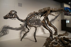 科博などが所蔵する恐竜の骨格を自由に閲覧できるVRコンテンツが公開