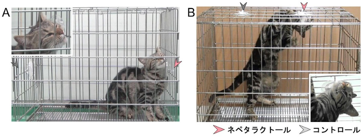 ネコにマタタビ