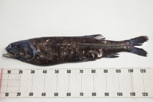 JAMSTEC、新種の深海のトップ・プレデター「ヨコヅナイワシ」を発見