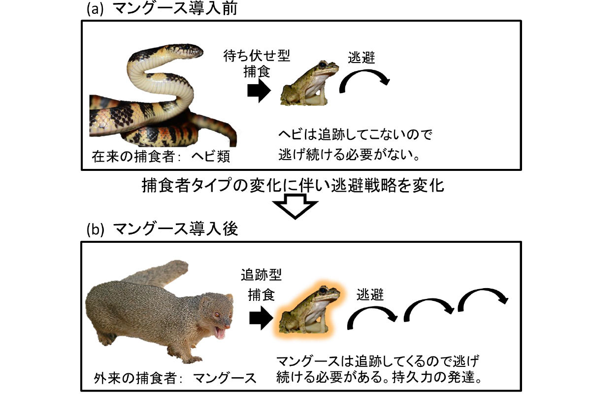 アマミハナサキガエル