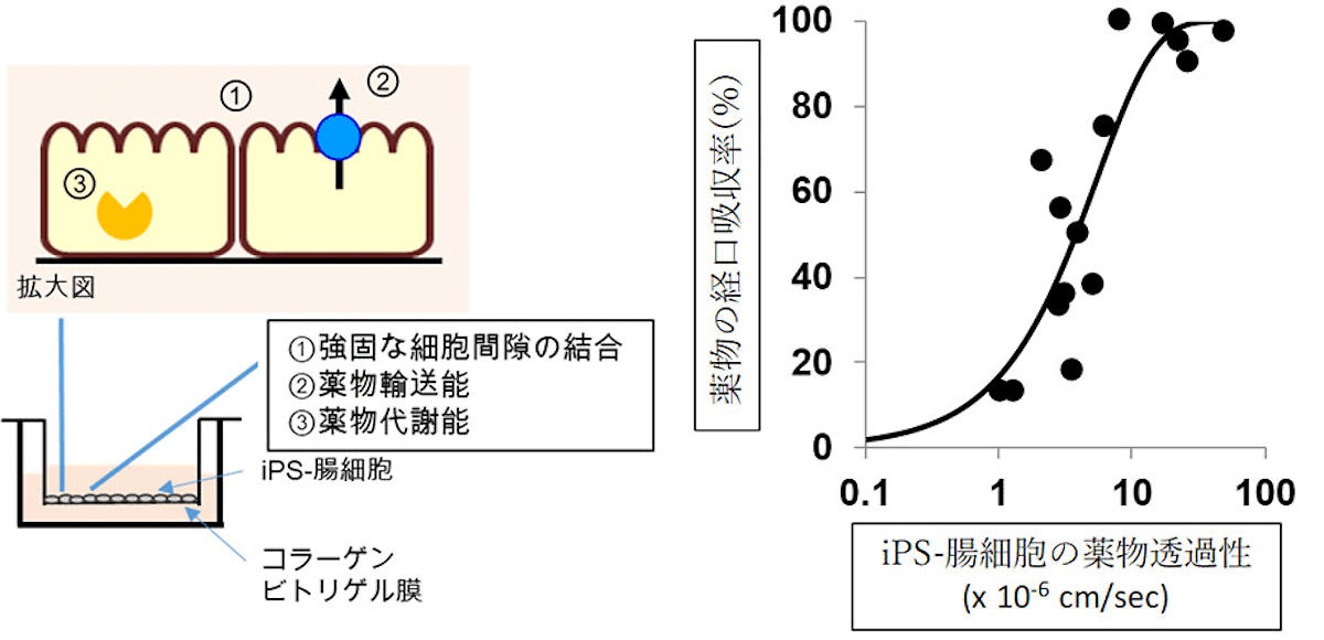 iPS-腸細胞