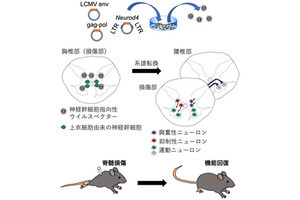 脊髄損傷の神経再生を行うにはオタマジャクシの遺伝子が有効 - 名大が発見