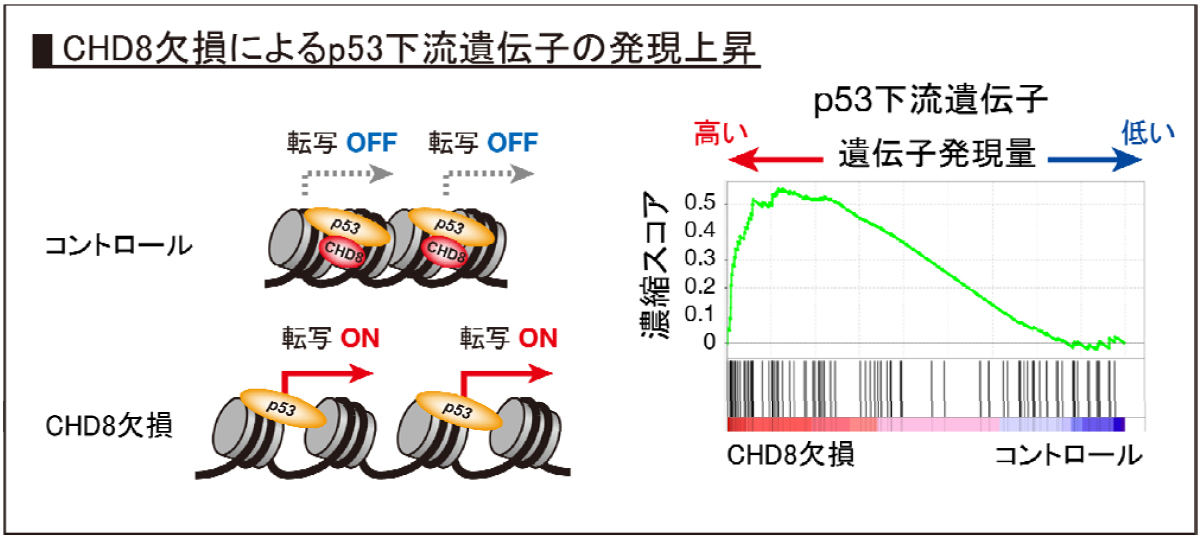 CHD8