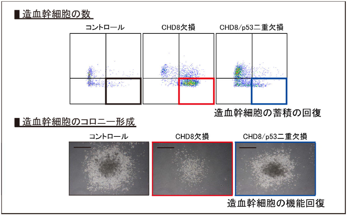 CHD8