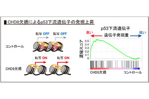 自閉症の原因タンパク質「CHD8」は造血幹細胞の機能維持に必須 - 金大など