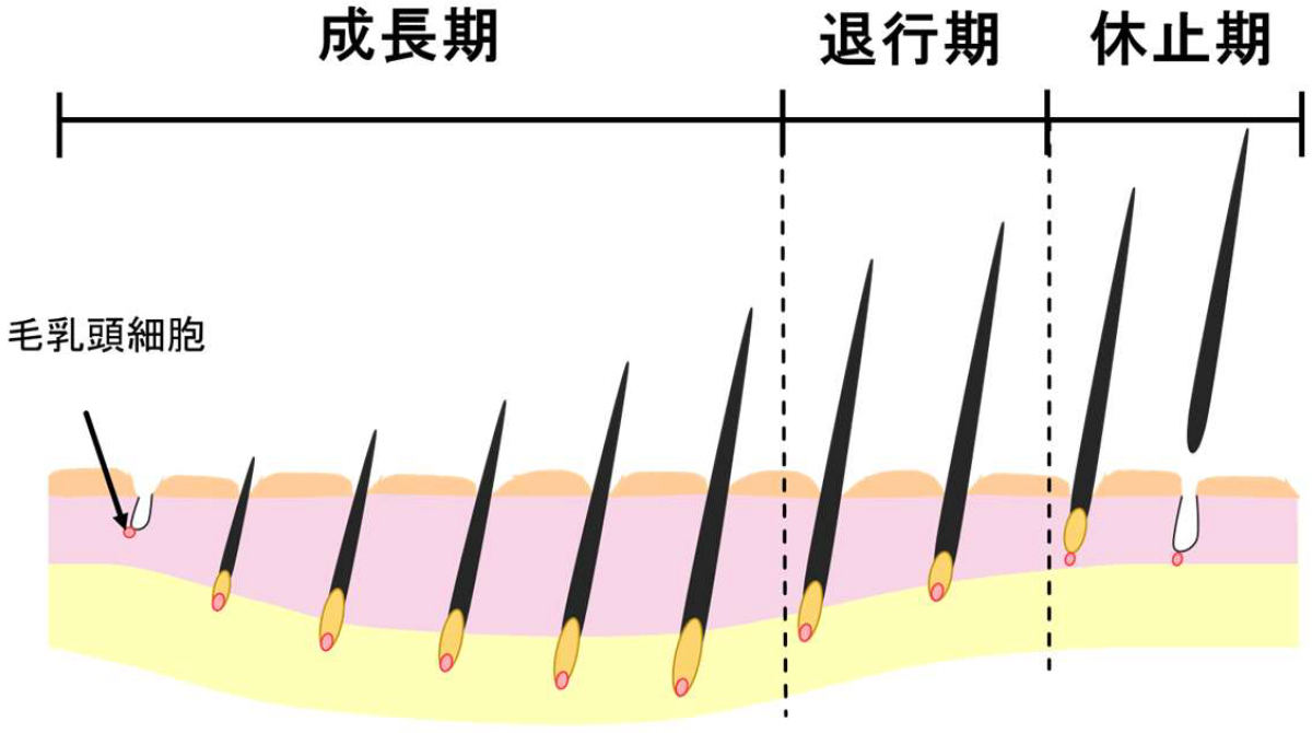 毛髪再生