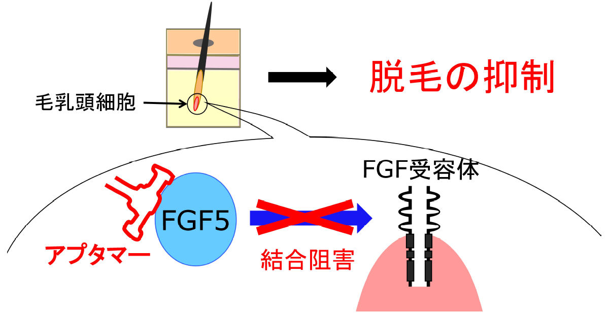 毛髪再生