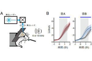 五感からの入力と情報を結びつける脳の重要部位を絞り込むことに東大が成功