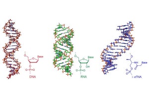 名大、「プレRNAワールド仮説」を支持するRNAよりも単純な人工核酸を開発