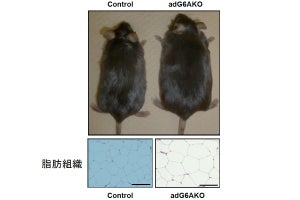 脂肪細胞の受容体「GPRC6A」の不全が食べ過ぎによる肥満を招く、九大が解明