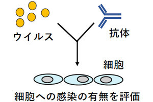 慶大など、新型コロナ治療薬の開発につながる中和抗体を作り出すことに成功