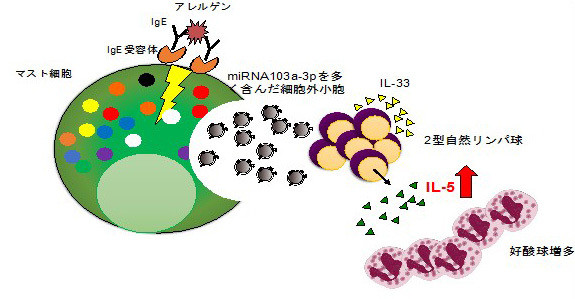 アレルギーの増悪化をもたらすメカニズム
