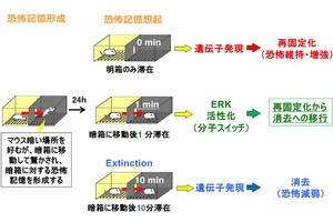 PTSDの原因となるような恐怖記憶を消去できる分子スイッチを東大が発見