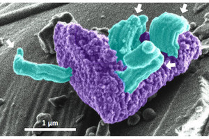 小惑星イトカワで見つかったひげ状金属鉄は月の砂にもあることを九大が確認