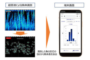 超音波活用で非接触によるサバの平均魚体長測定に成功‐ドコモと鯖や