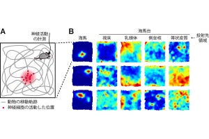 大阪市立大など、脳における空間認識情報の分配・伝達の仕組みを解明