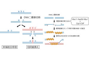 東工大、二重鎖切断が起きたDNAを正確に修復するための仕組みを解明