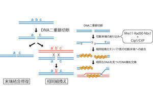 東工大、二重鎖切断が起きたDNAを正確に修復するための仕組みを解明