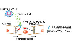 心臓が正常に脈を刻み続けるために必要な仕組みを東大などが解明