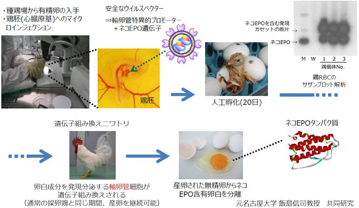 ネコEPO