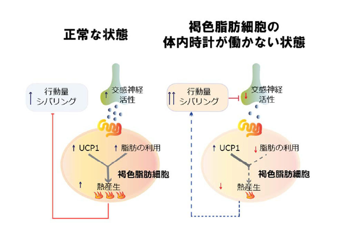 褐色脂肪細胞の体内時計の障害が肥満をもたらす、金沢大が機構の一端を解明 | TECH+（テックプラス）