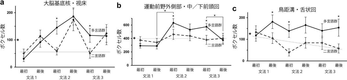 言語の脳活動