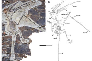 北大、中国で発見された新種の翼竜の化石を「アンティポレカツス」と命名