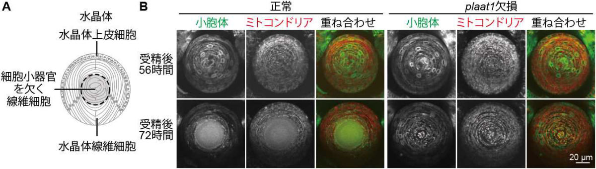 水晶体