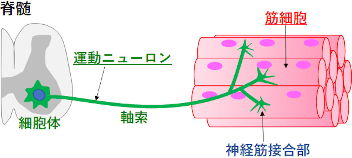 ヒト神経筋組織モデル