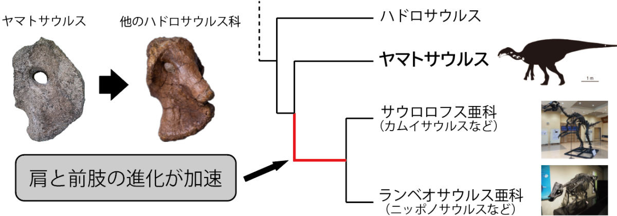 ヤマトサウルス