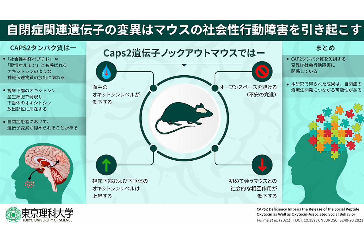 愛情ホルモン「オキシトシン」の分泌を制御するタンパク質を確認