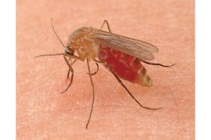 蚊の唾液には痛みを抑制する成分が含まれていることをNIPSなどが解明