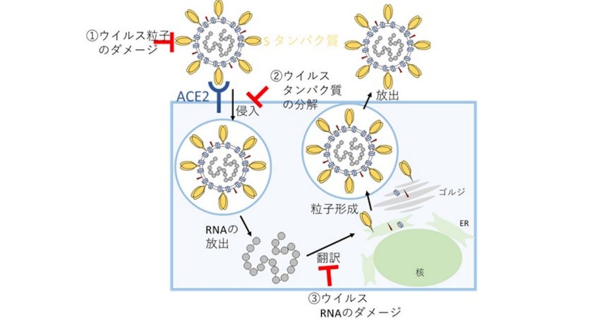 東大など、光触媒でエアロゾル中や液体中の新型コロナの無害化に成功