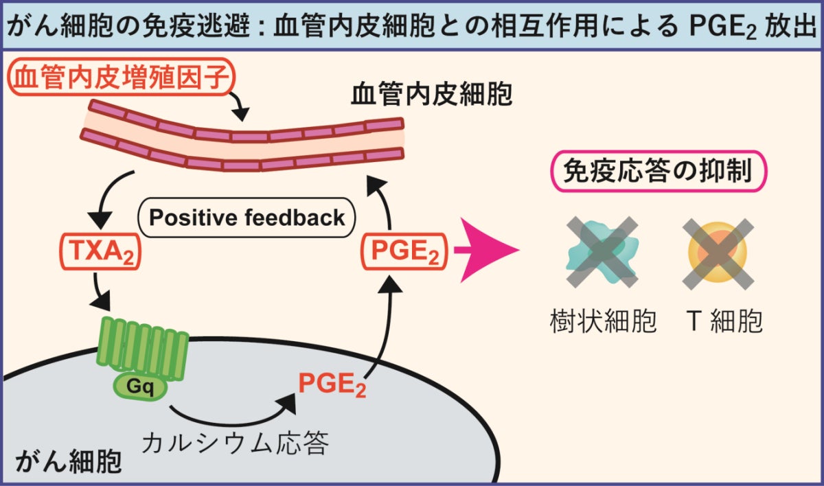 がん細胞の免疫逃避を防ぐには「TXA2受容体」の欠損が重要、京大 